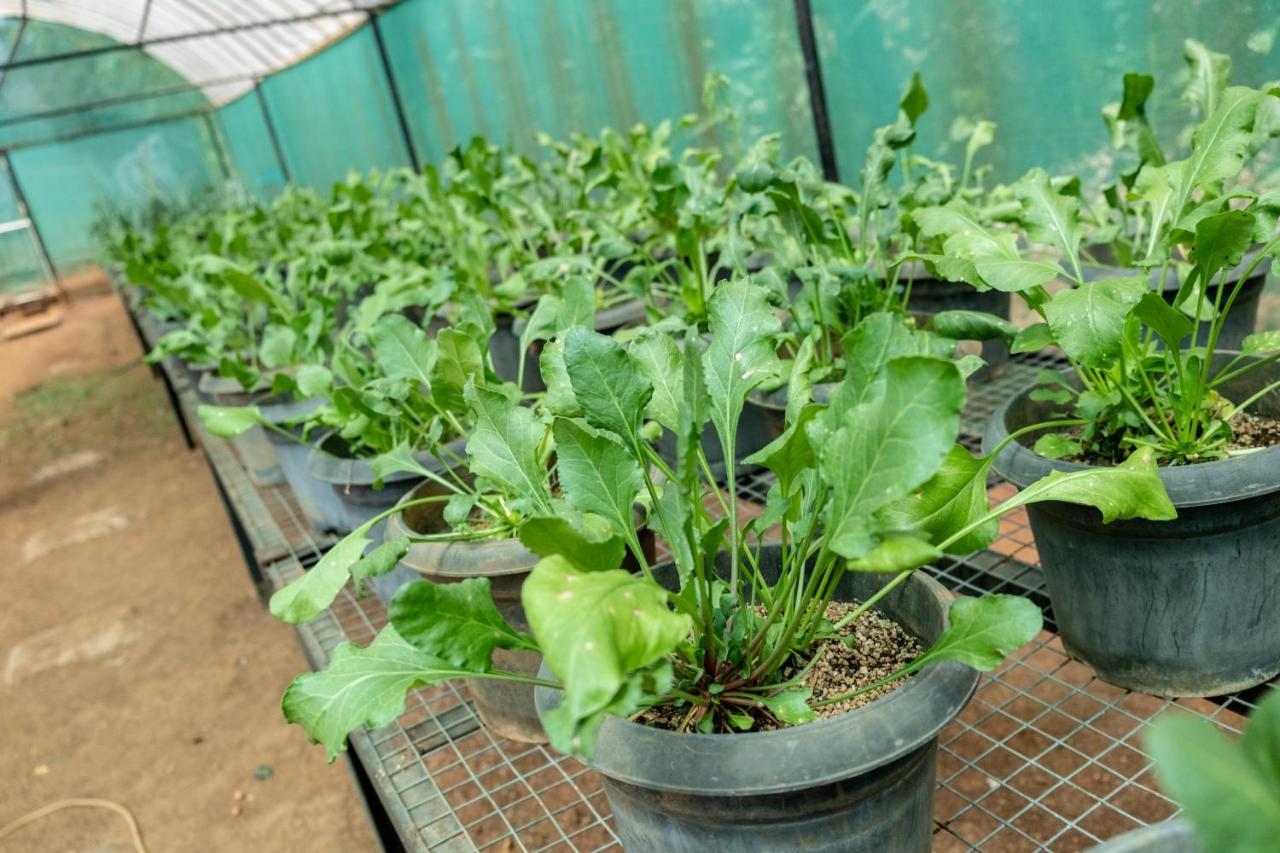 Mangaal Farmstay Goa Vichondrem Exteriör bild