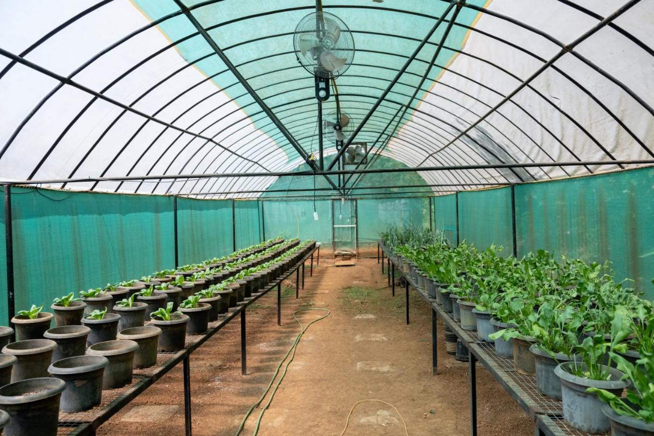 Mangaal Farmstay Goa Vichondrem Exteriör bild