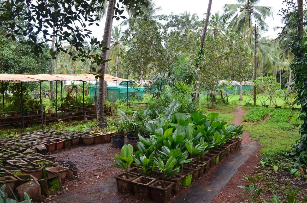 Mangaal Farmstay Goa Vichondrem Exteriör bild